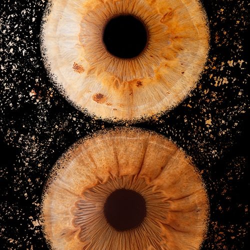 photographe Anne-Laure Billoux - Paray le Monial - Iris -